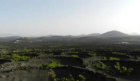 Planning your Winery Tierra de Volcanes Tour? Looking for the best deals on Lanzarote Island wine tours and other fun things to do in Lanzarote? Book your Lanzarote wine tours here  - Best Deals for Winery Tierra de Volcanes Visits - Winery Tierra de Volcanes Tour